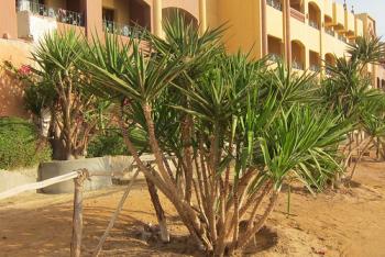 False Yucca palm tree: methods of propagation, proper planting