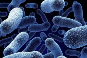 Bacteria for cesspools